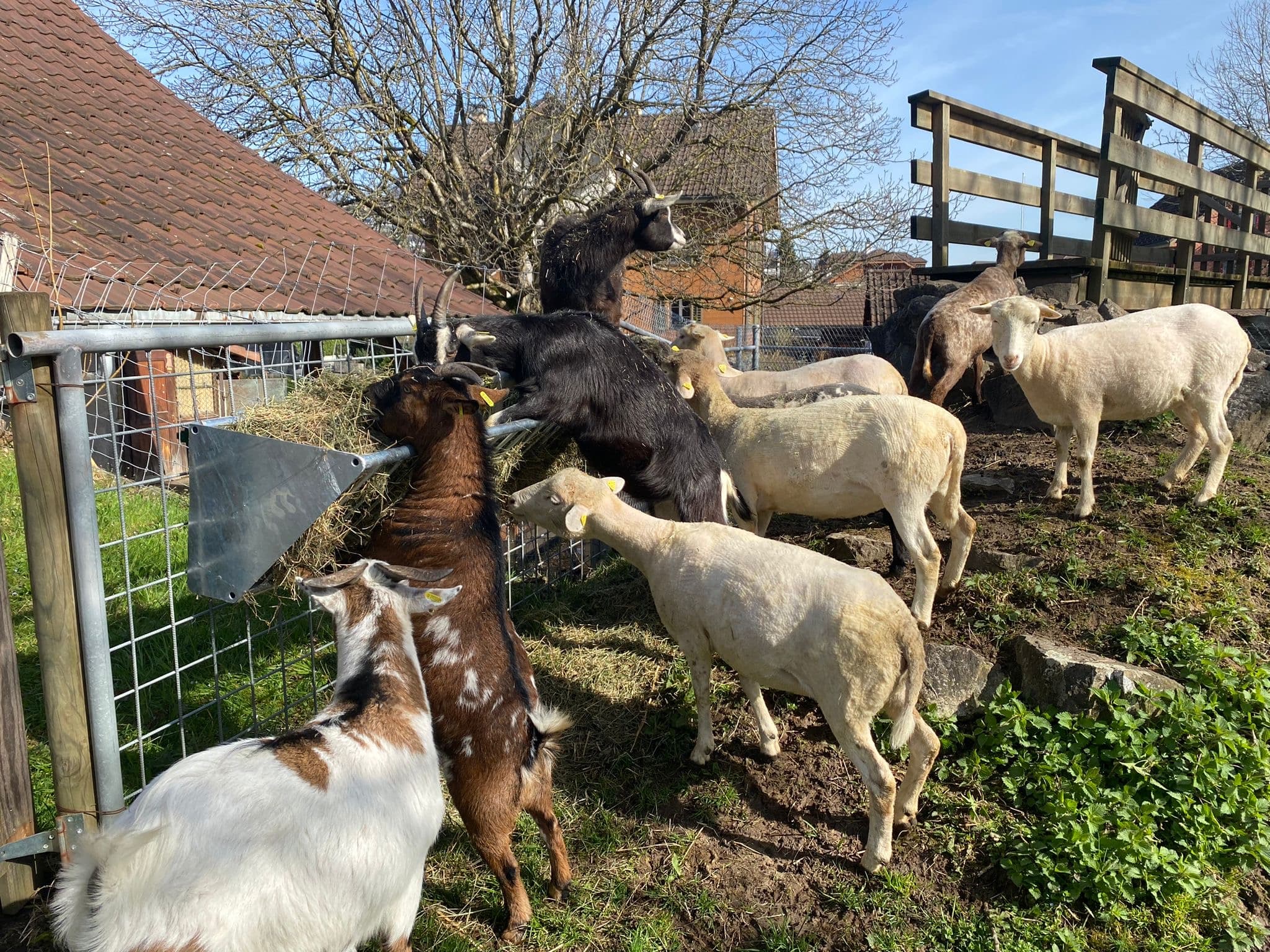 Schafe im Chlitierpark