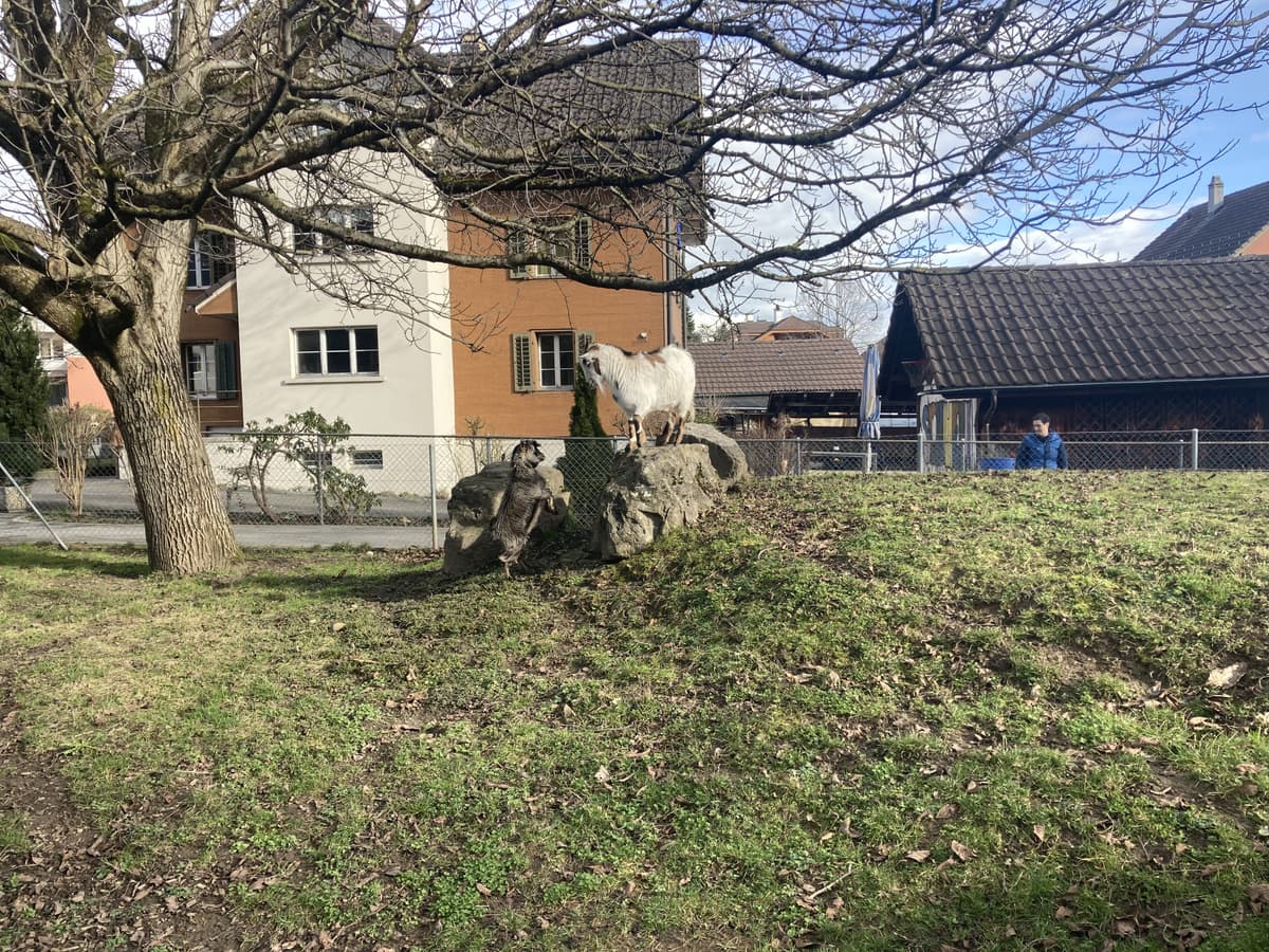 Ziegen im Chlitierpark
